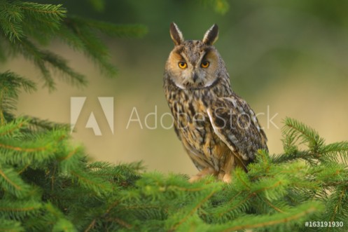 Picture of Europaean Long Eared Owl Asio otus - natural forest green background 